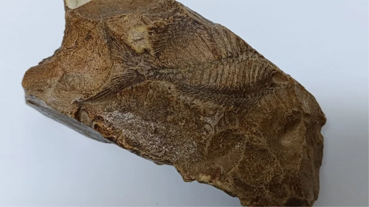 Adıyaman'da 15 milyon yıllık balık fosili buldu