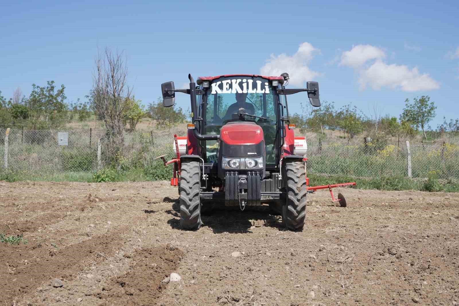 Çorum Belediyesi, ayçiçeği ekimine başladı