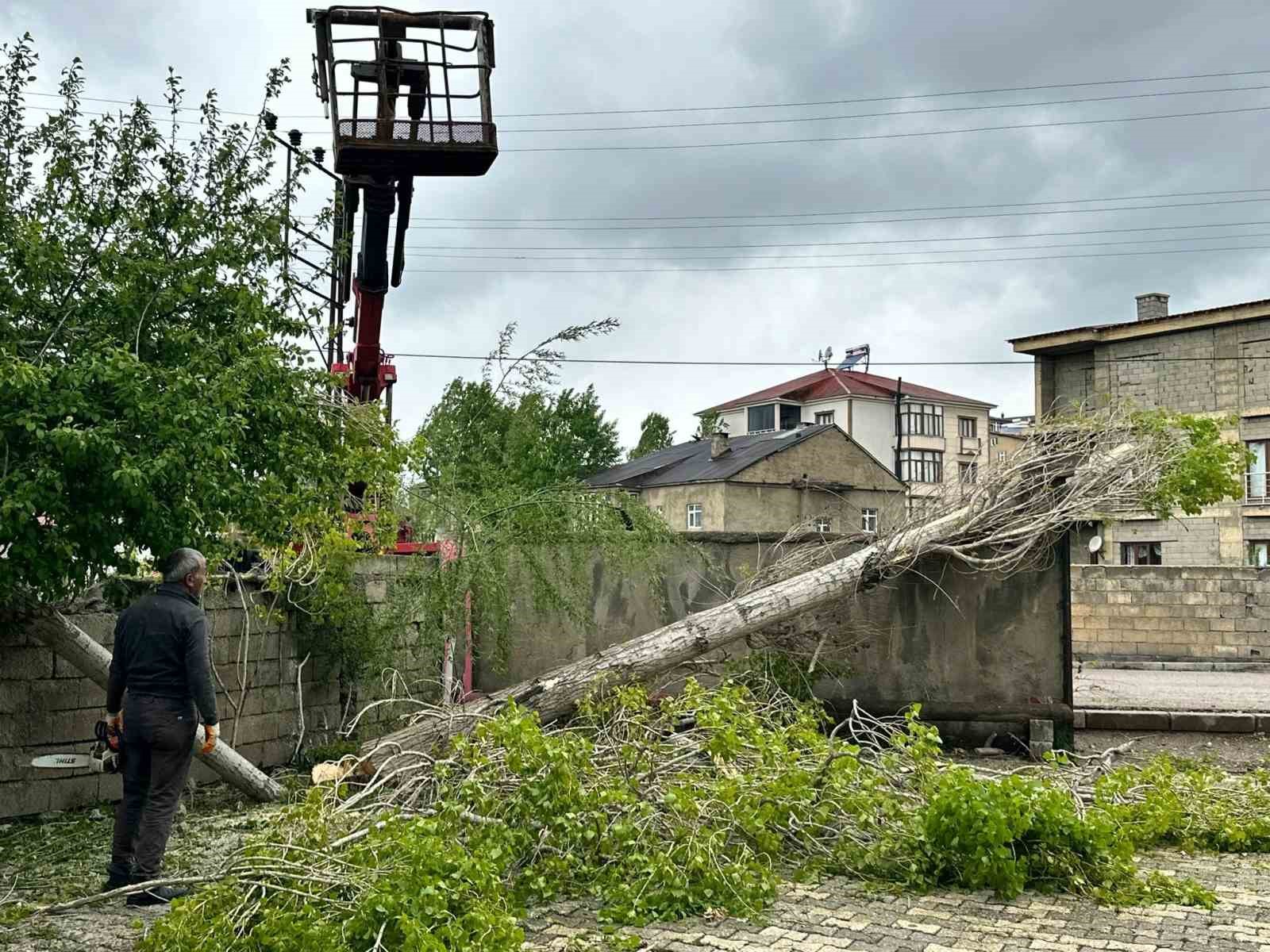 Yüksekova’da polen oluşturan ağaçların kesimine başlandı