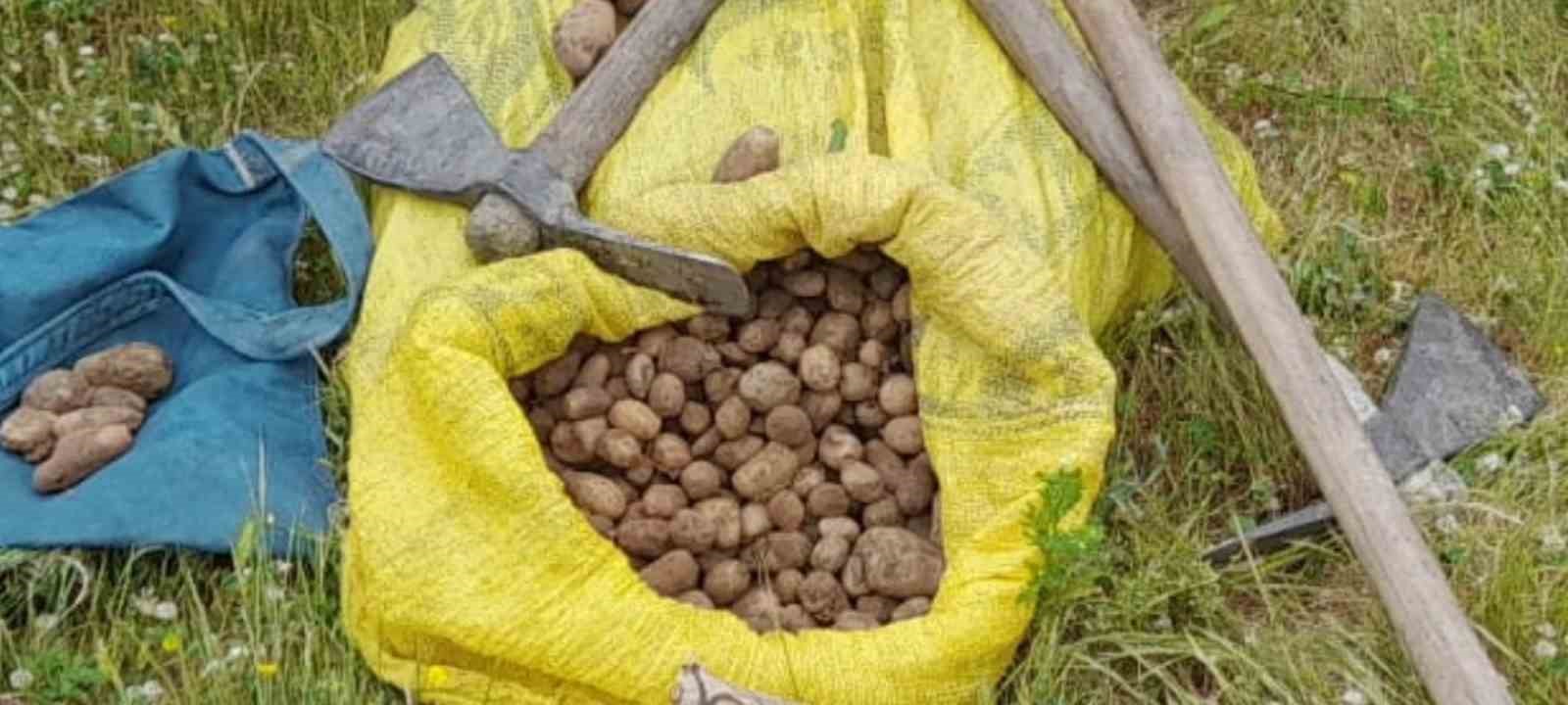 Elazığ’da salep soğanı toplamak pahalıya patladı: 775 bin lira ceza aldılar