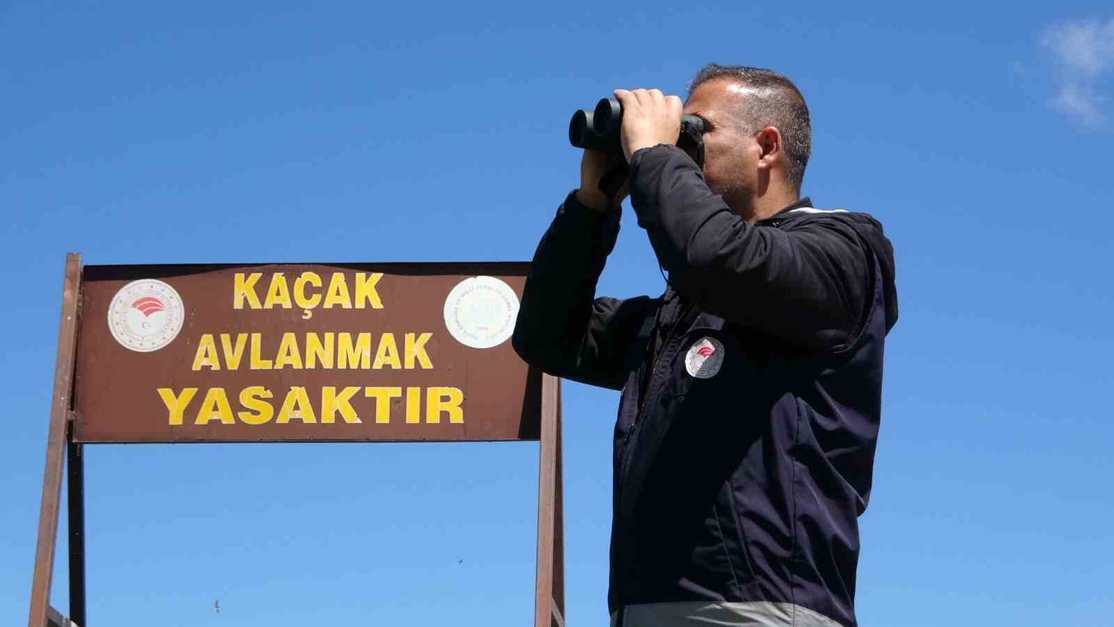 İnci kefali yoğun denetimlerle korunuyor