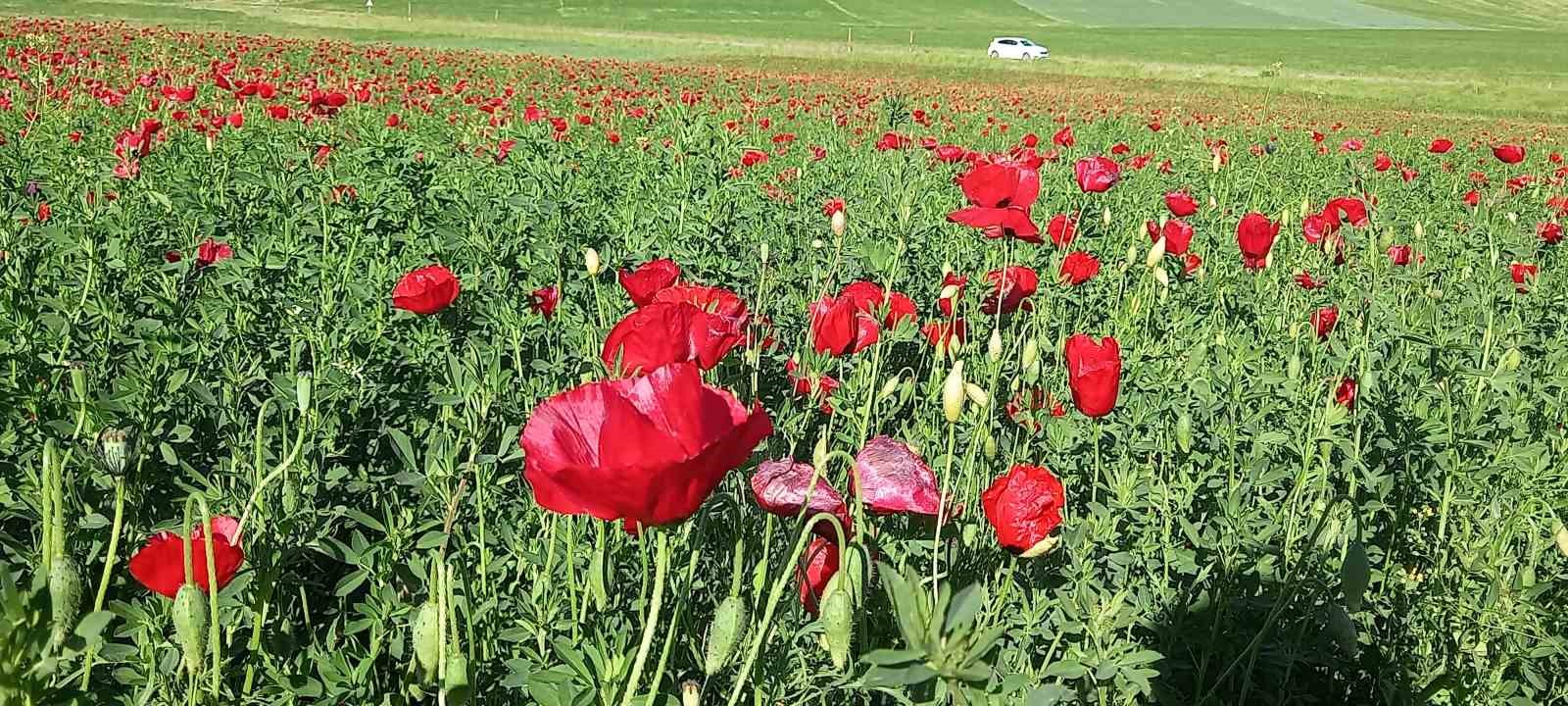 Bitlis’te açmaya başlayan gelincikler görsel şölen sunuyor