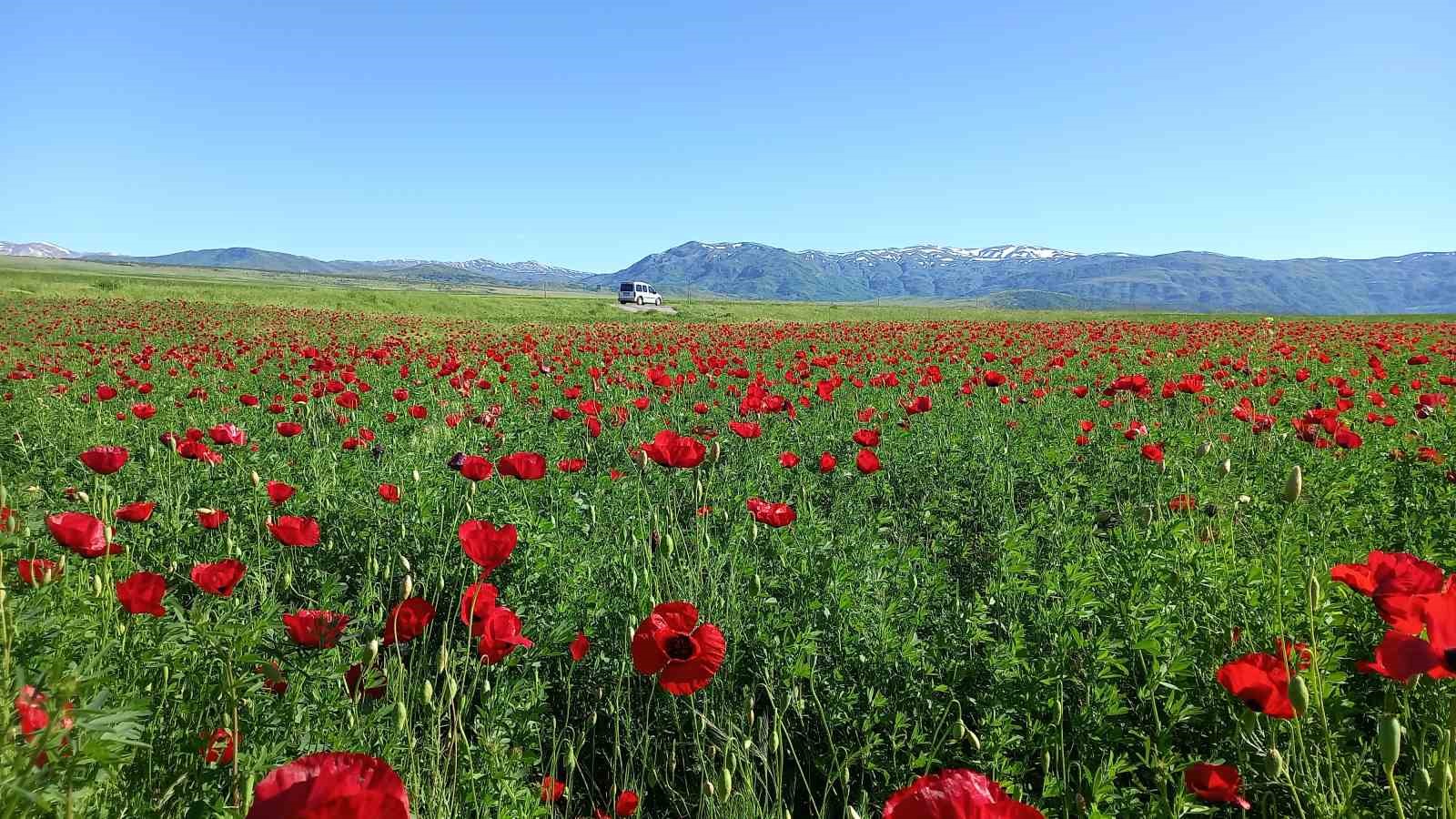 Bitlis’te açmaya başlayan gelincikler görsel şölen sunuyor