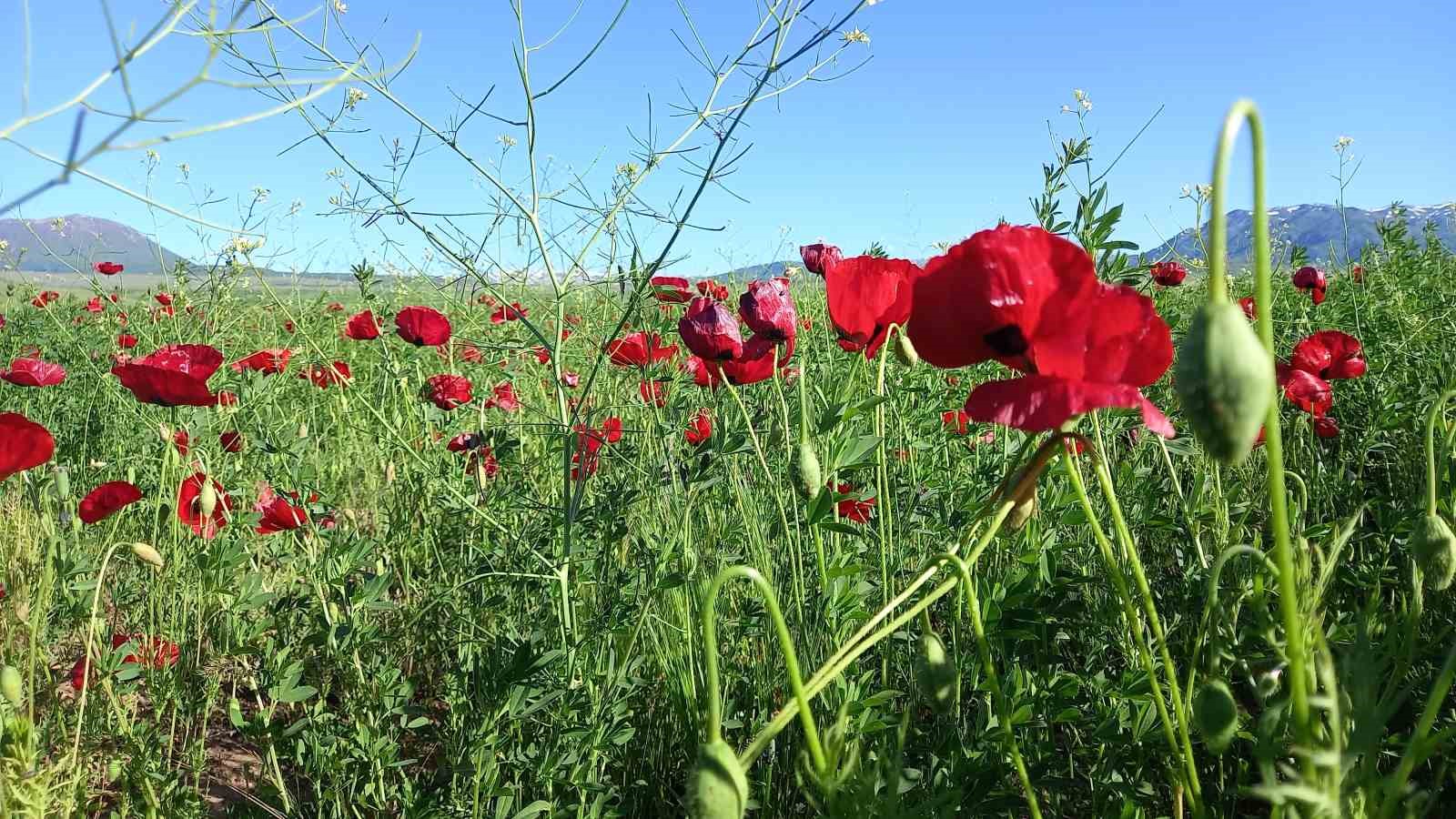 Bitlis’te açmaya başlayan gelincikler görsel şölen sunuyor