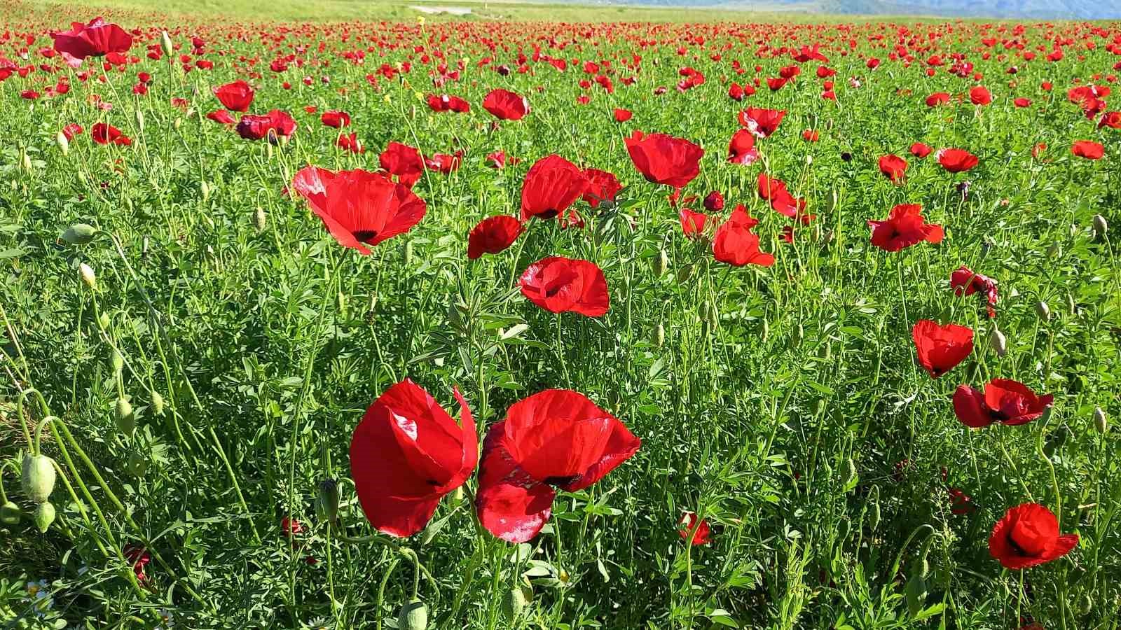 Bitlis’te açmaya başlayan gelincikler görsel şölen sunuyor