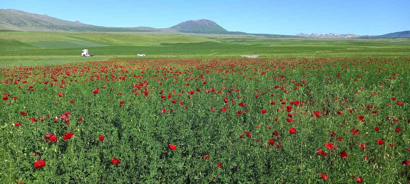 Bitlis’te açmaya başlayan gelincikler görsel şölen sunuyor