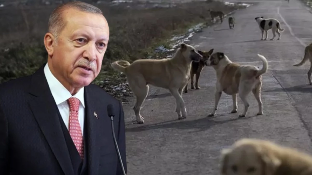 Erdoğan: Sahipsiz köpeklerin sahiplendirilmesini amaçlıyoruz