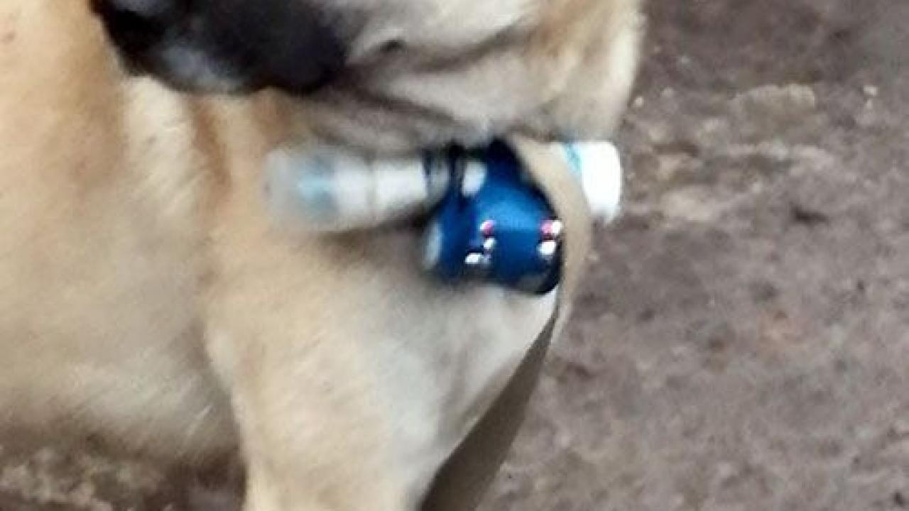 Ermenistan’dan köpekle provokasyon
