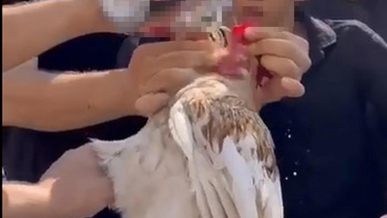 Denizli’de skandal görüntüler: Horoza içki içiren 5 kişiye para cezası!