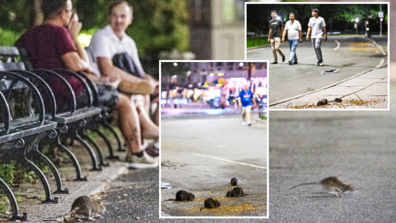 Fareler New York’ta gözle görülür hal aldı