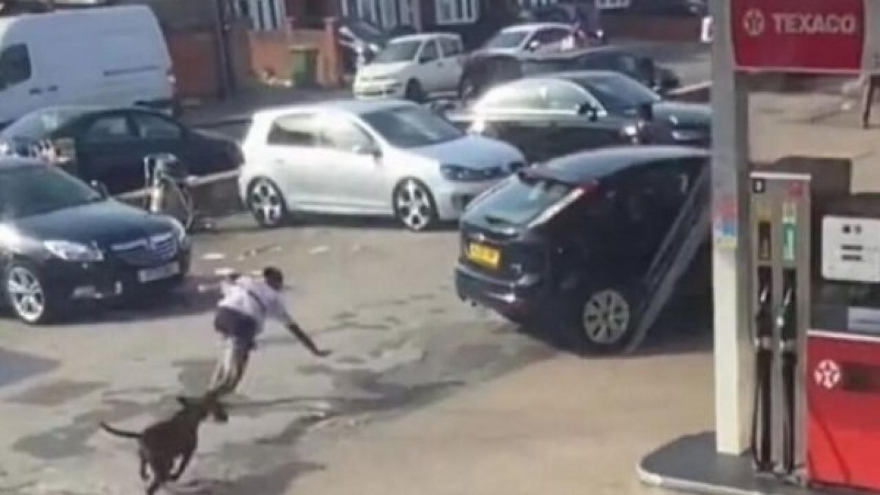 İngiltere’de köpek saldırısı: İçişleri Bakanı yasak için harekete geçti