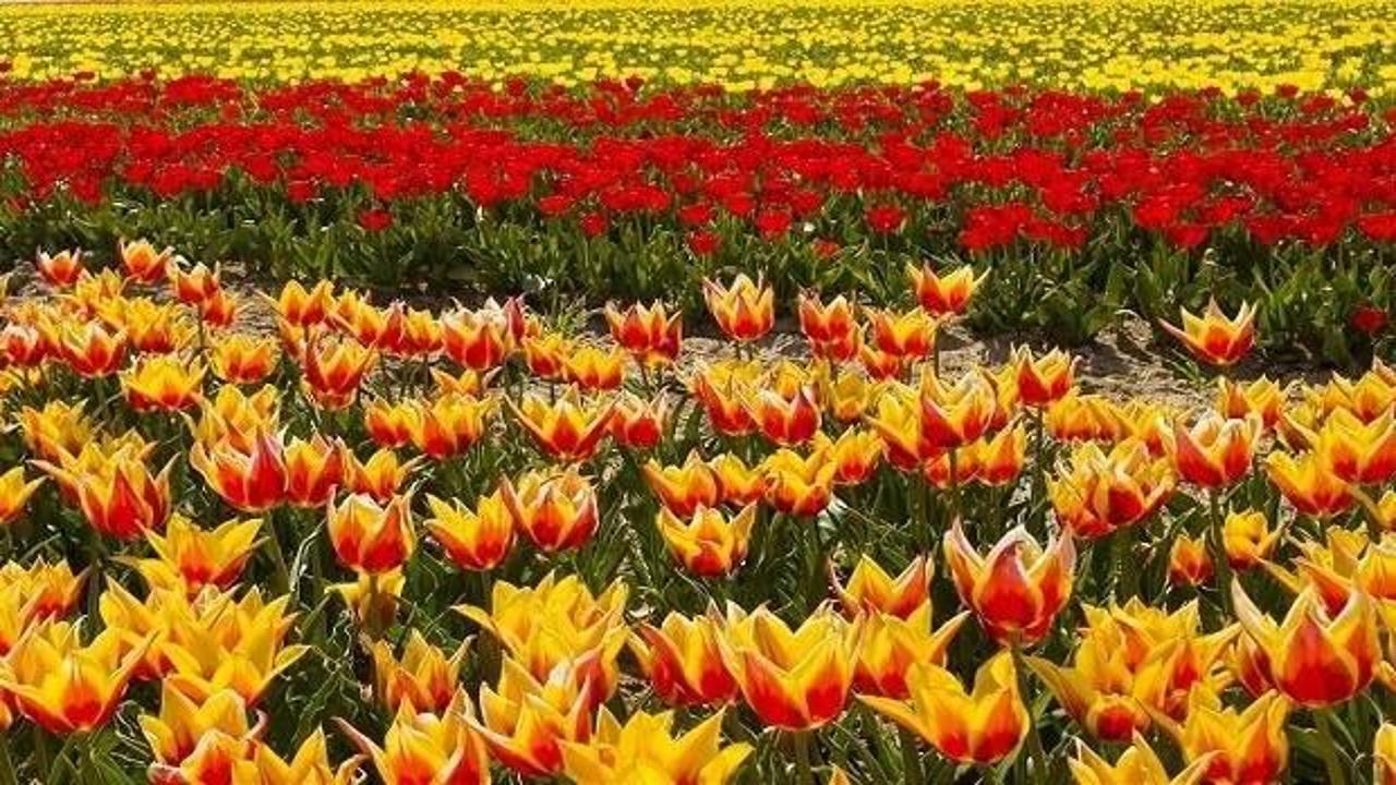 Türkistan’da bilim insanları lalenin yeni çeşitlerini üretiyor