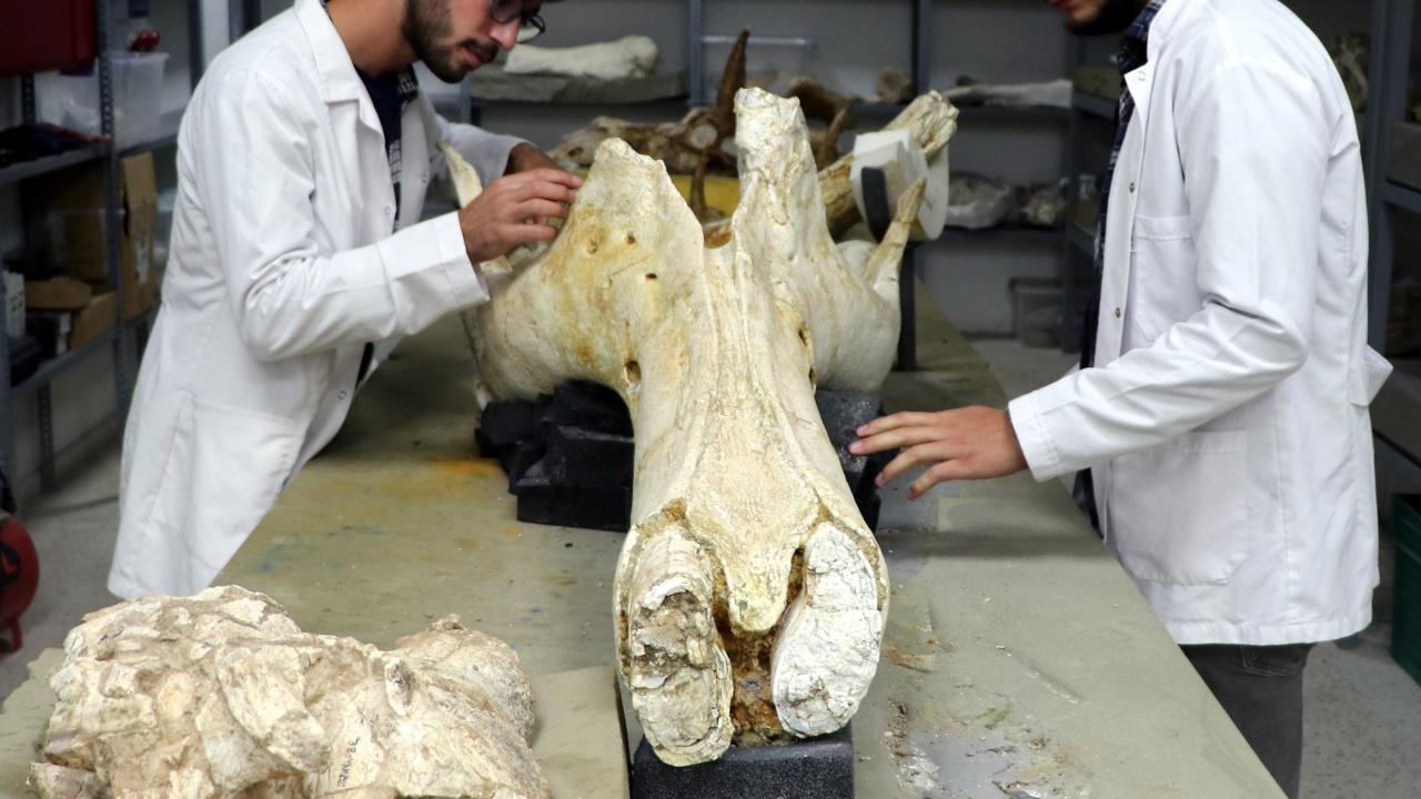 Kayseri’de bu yılki kazılarda 400’e yakın fosil bulundu