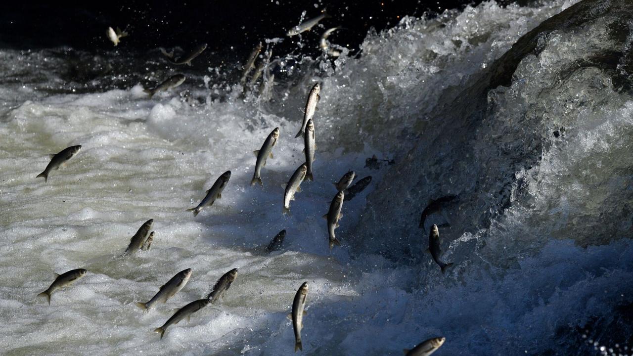 Van’da İnci Kefali’nin tersine yolculuğu şölene  dönüştü