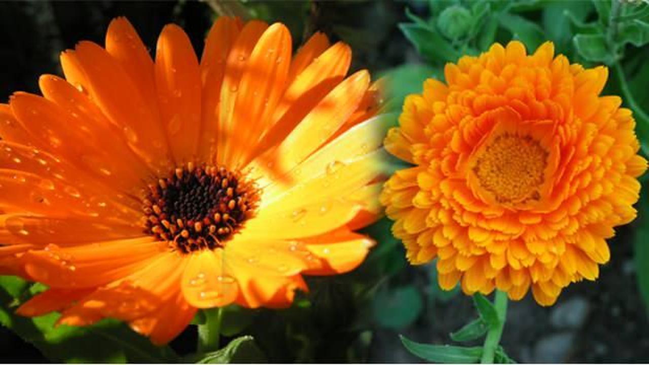 Aynısefa bitkisinin faydaları nelerdir? Aynısefa bitkisi nerede yetişir?