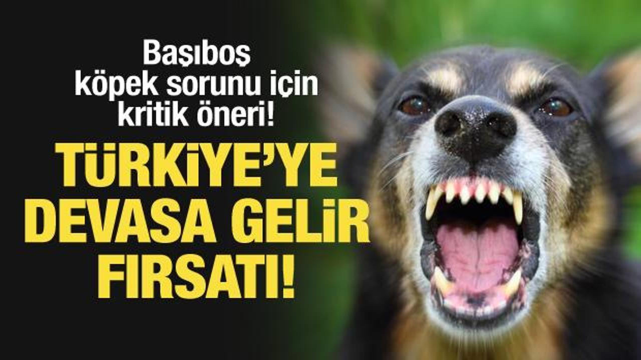 Başıboş köpek sorunu için kritik öneri: Türkiye’ye devasa gelir fırsatı!