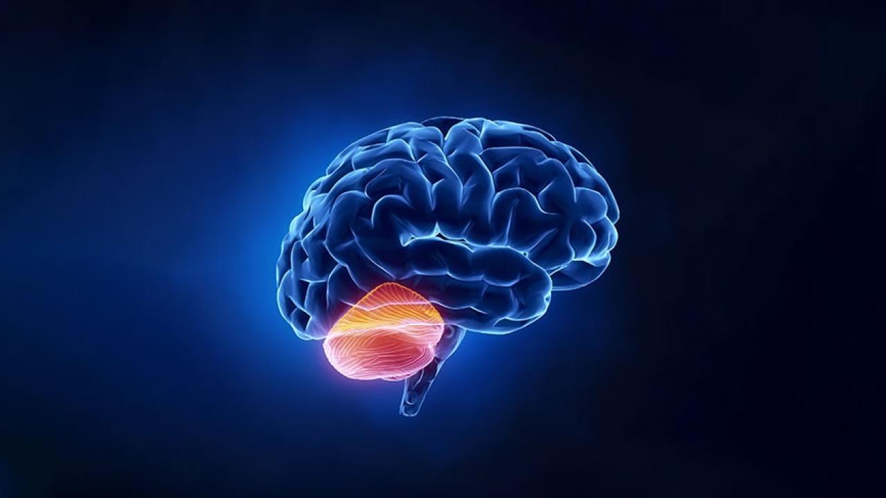 Beyinciğin yeri işlevi keşfedildi! Araştırmalar ortaya koydu