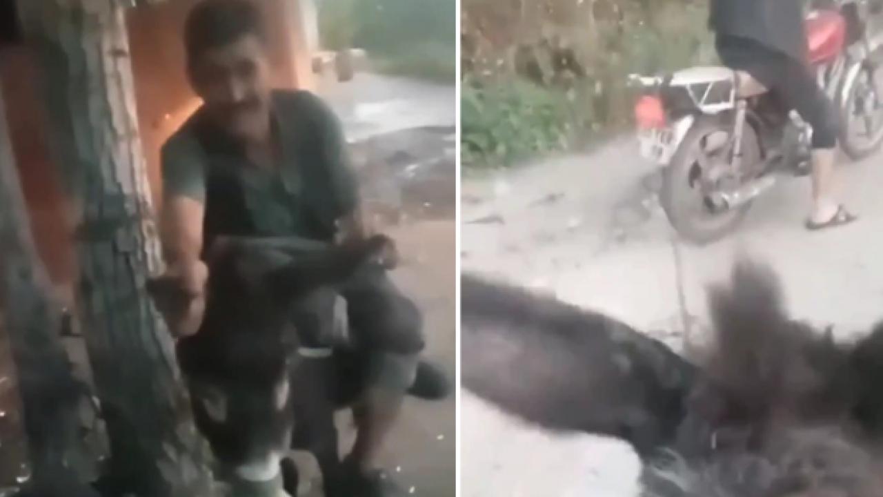 İzmir’de eşeğe eziyet eden iki şüpheliye 30 gün hayvan barınağı temizleme cezası