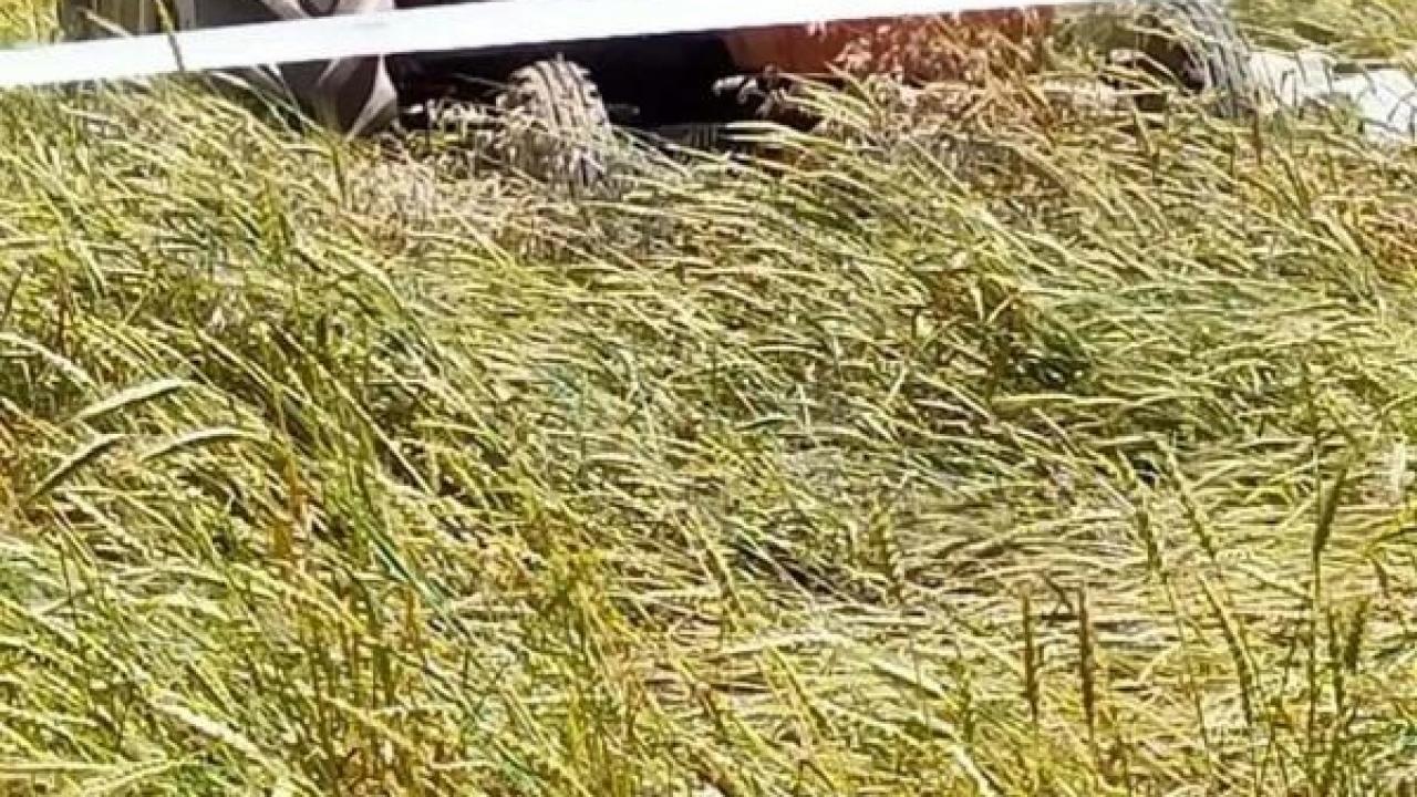 Manisa’da traktör devrildi; sürücü yaralı, eşi öldü