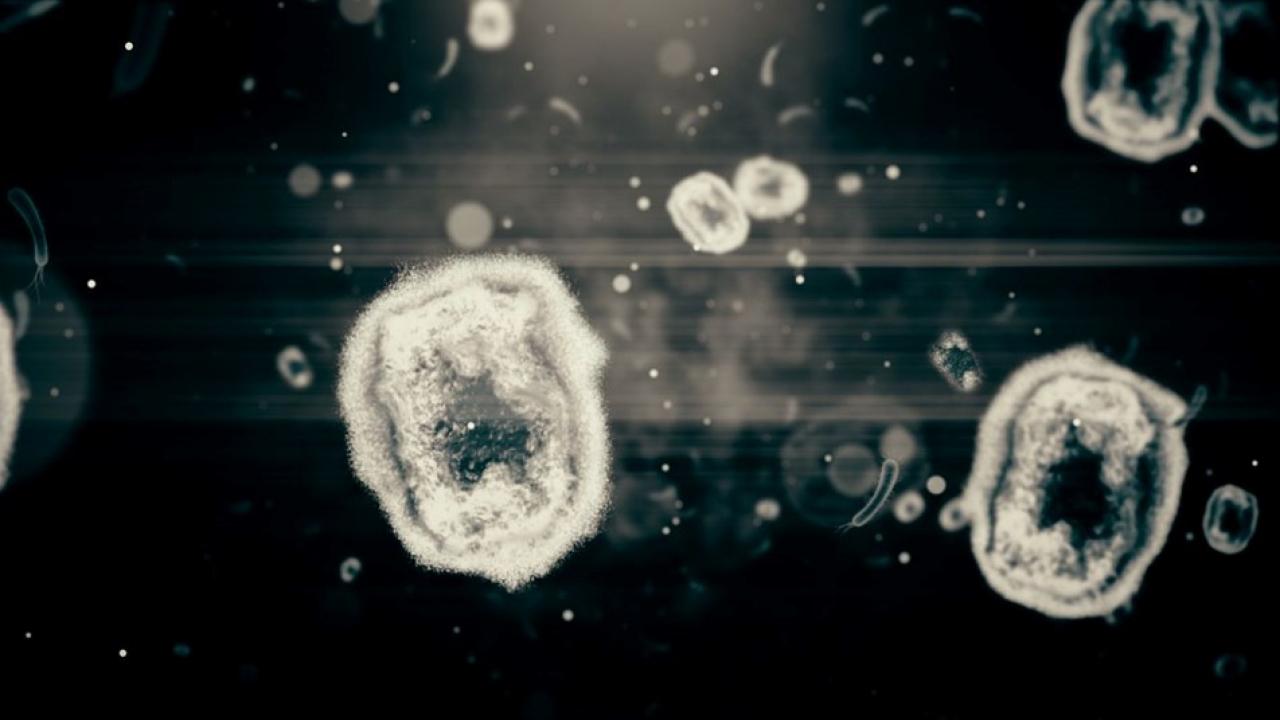 Pfizer’dan maymun çiçeği açıklaması! Pandemiye yol açar mı?