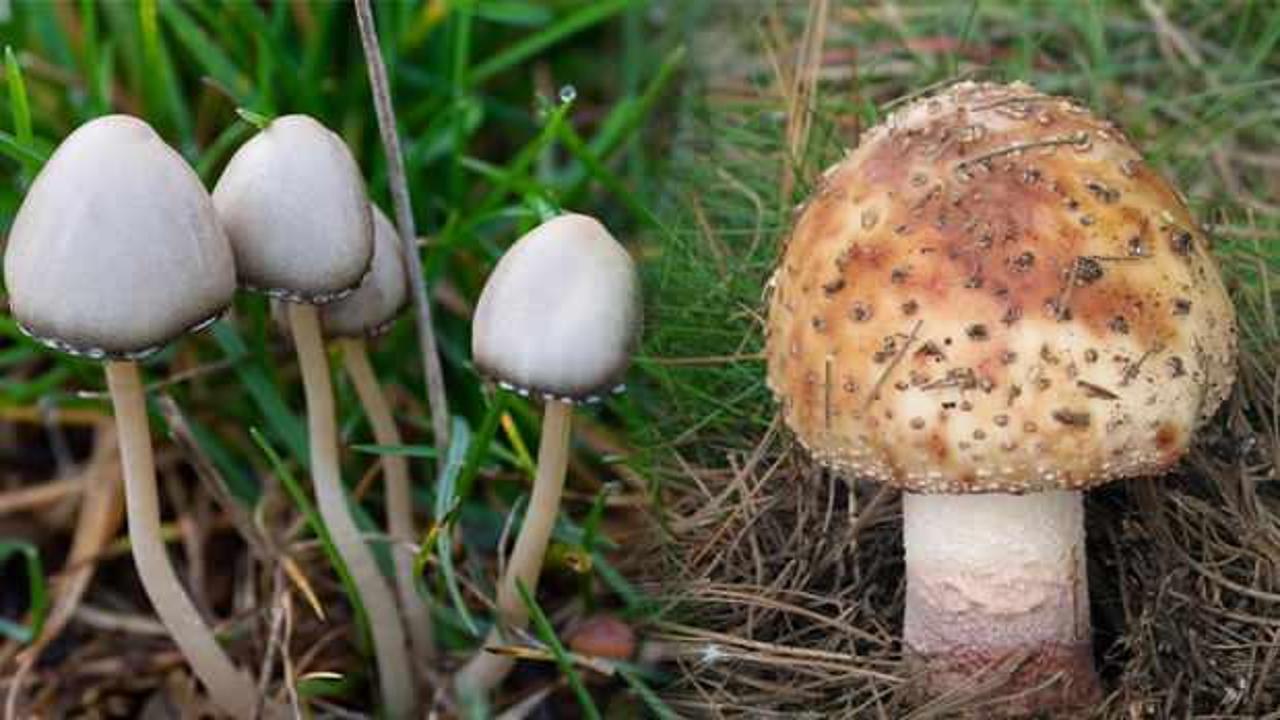 Nisan ve kasım aylarında ortaya çıkan yabani mantarlara dikkat!