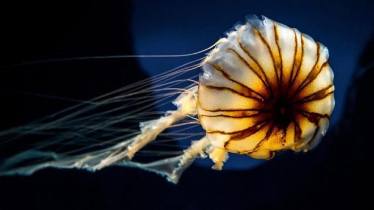 Uzmanlar uyardı: Kesinlikle dokunmayın, gördüğünüzde uzaklaşın