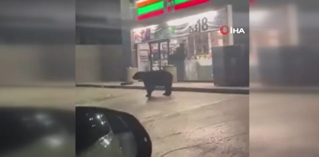 Meksika’da süpermarketin önünde görülen ayı paniğe neden oldu