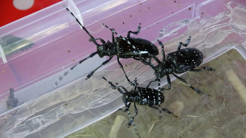 Ocak: “Ülkemizde yaklaşık 661’e yakın zararlı organizmanın mücadelesini yürütüyoruz”