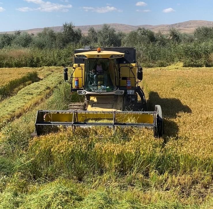 Sungurlu’da çeltik hasadı başladı