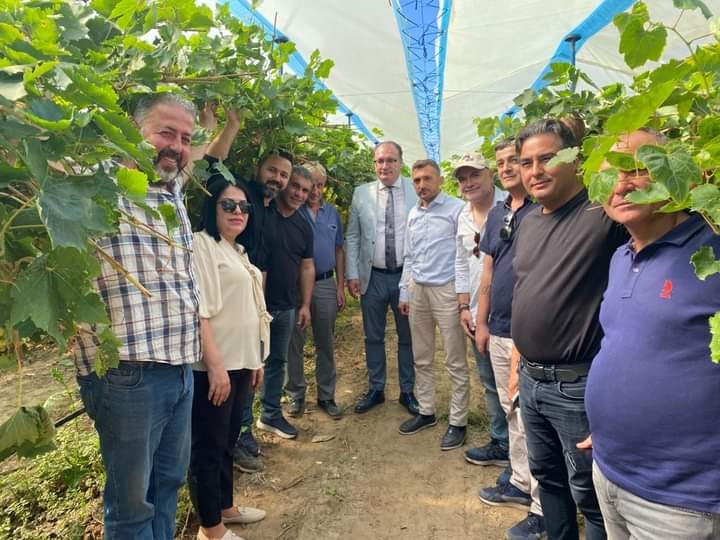 Sarıgöl’de örtü altı üzüm yetiştiriciliği yaygınlaştırılacak