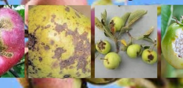 Elma kara leke hastalığı nedir nasıl önlem alınmalıdır?