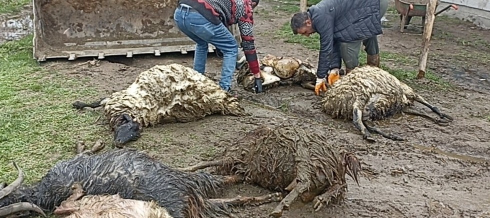 Ahıra kurt girdi, koyunları telef etti