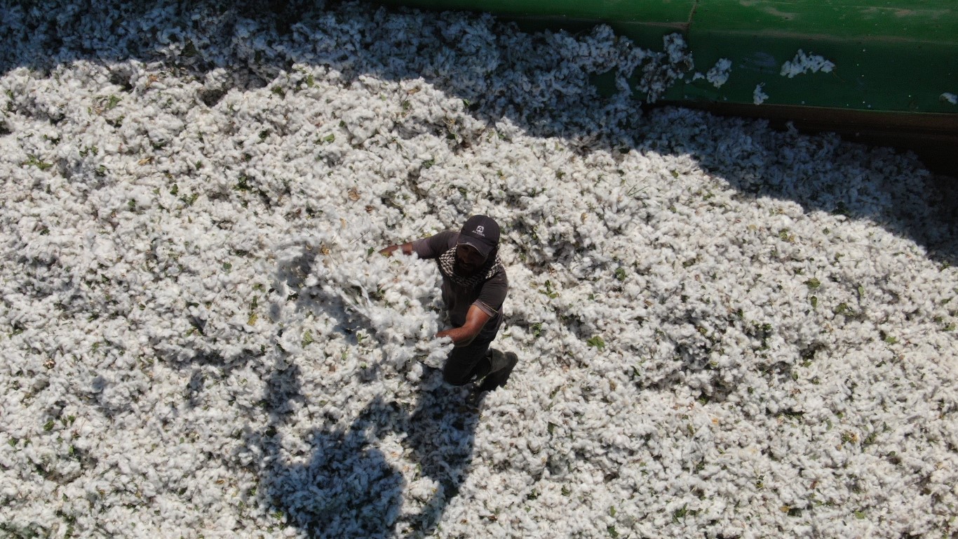 Enkaz kentin bereketli topraklarında ’beyaz altın’ hasadı başladı