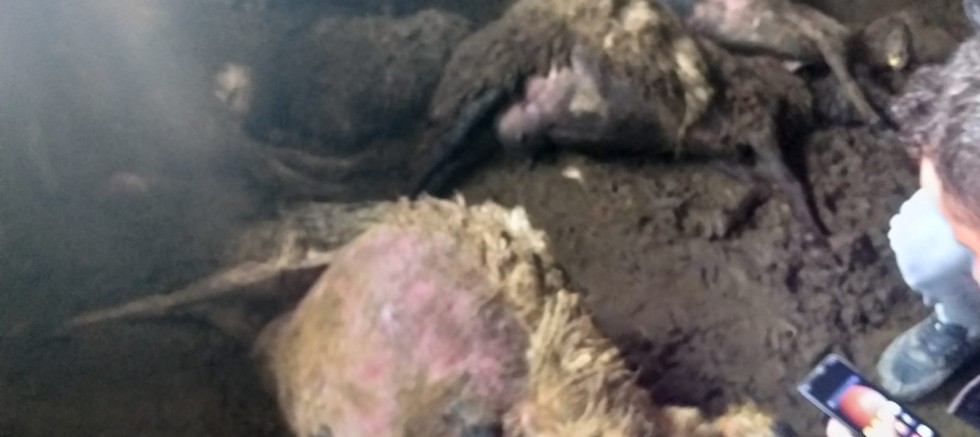 Devlet destekli alınan sürüye kurt dadandı