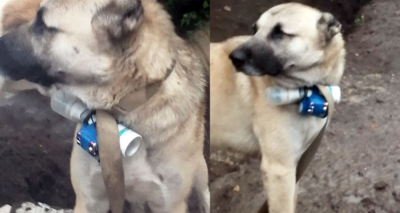Ermeni silahlı gruplar, EYP bağladıkları köpek ile Karabağ’da Azerbaycan askerlerini hedef aldı