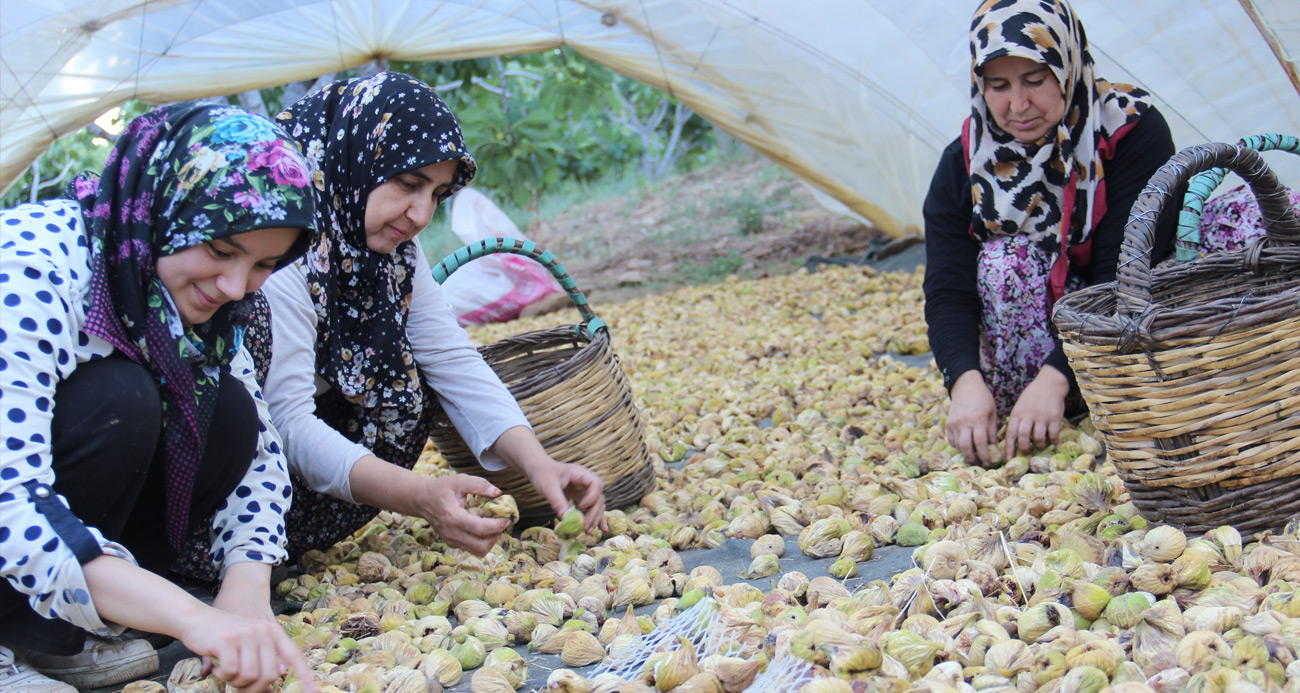 Aydın’ın altın meyvesi incirin bahçeden sofraya yolculuğu