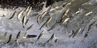 İnci kefali (Van Balığı) avlanmaması için 7/24 nöbet tutuluyor