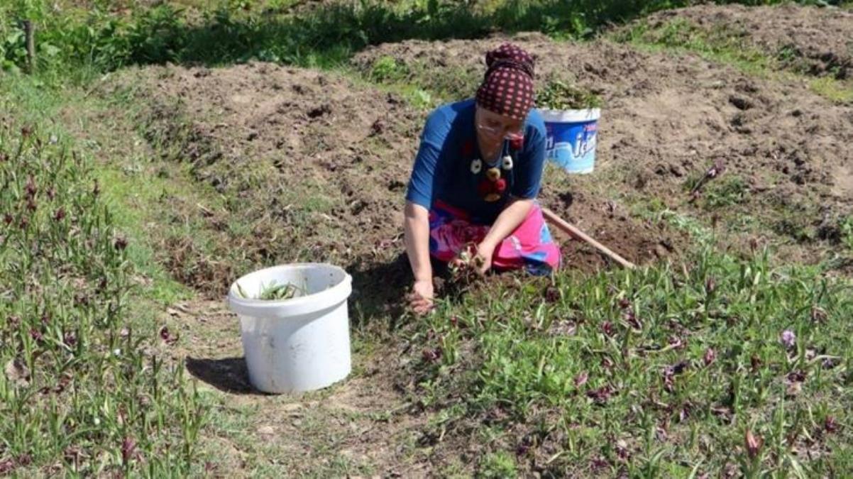 Ordu’da salep hasadı başladı! Kilosu 800 TL’den alıcı buluyor