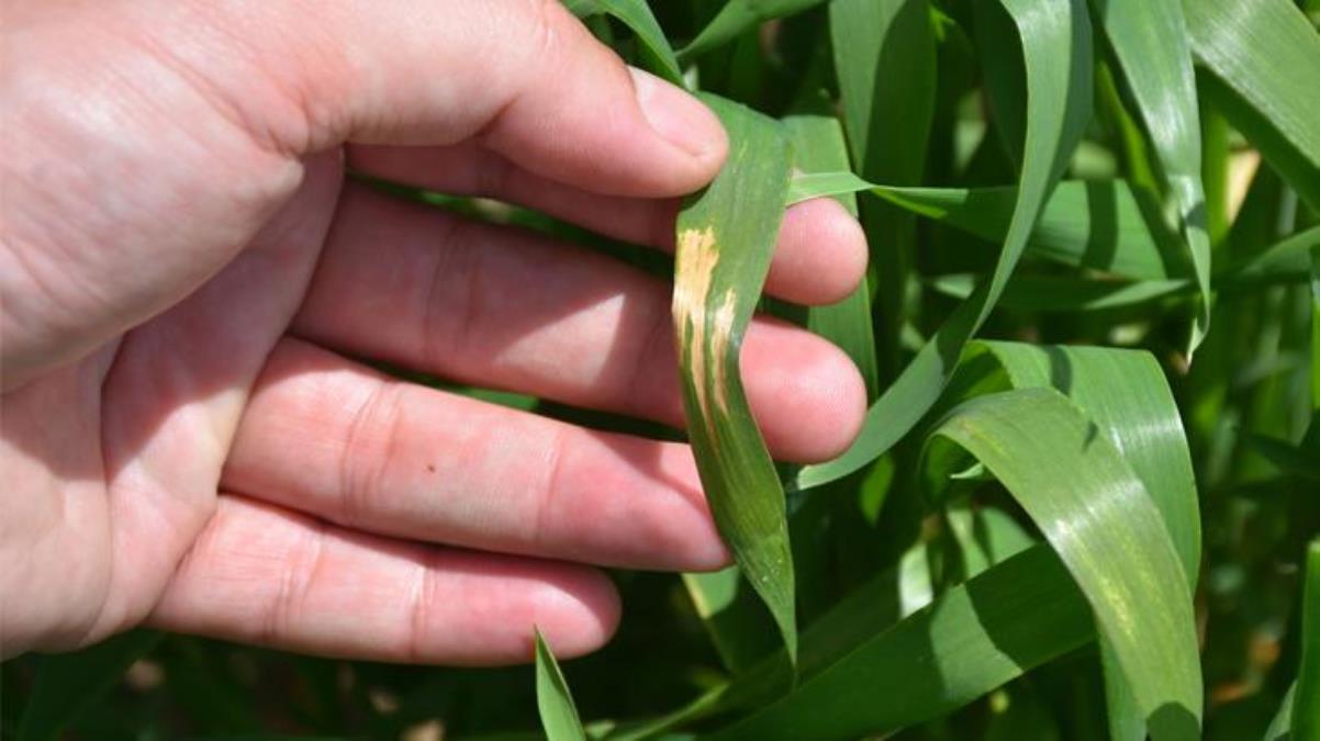 Tarlada ‘sarı pas’ hastalığı tehlikesi: Zamanında mücadele edilmezse verim düşer