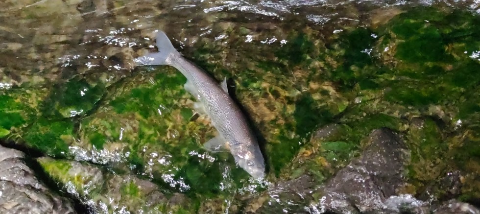 Uçan balıkların muhteşem göç yolculuğuna susuzluk engeli