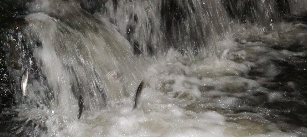 Uçan balıkların zorlu gece yolculuğu