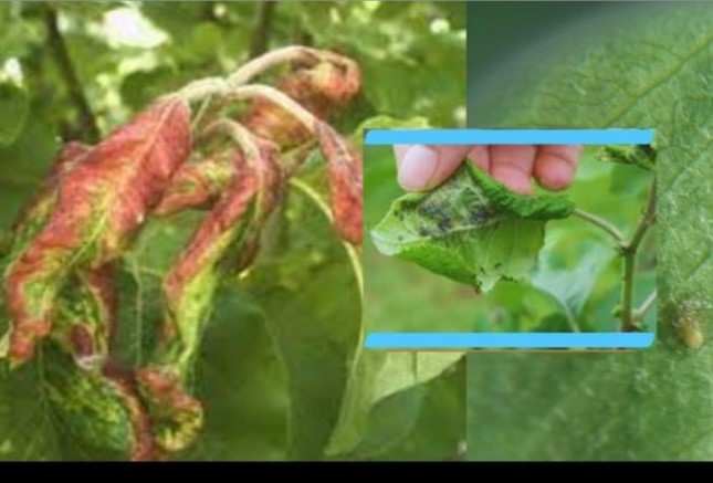 Uzmanından  Yaprak Biti ve Armut Pisillidi Uyarısı