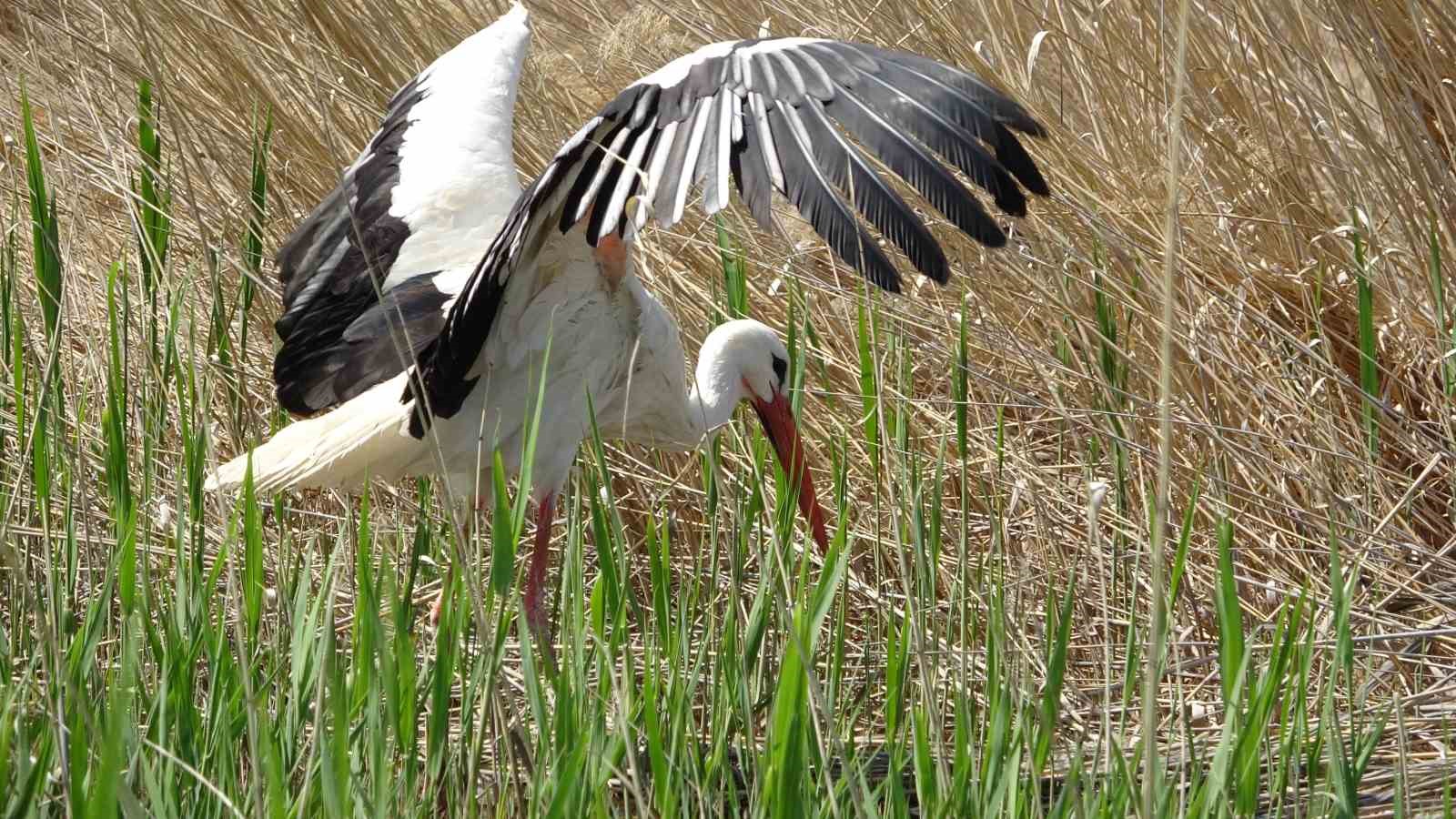 Van’da yanan sazlıklar yeniden yeşeriyor