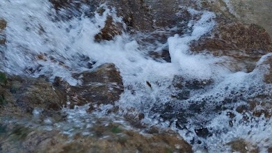 İnci kefalinin yaşamı tehlike altında