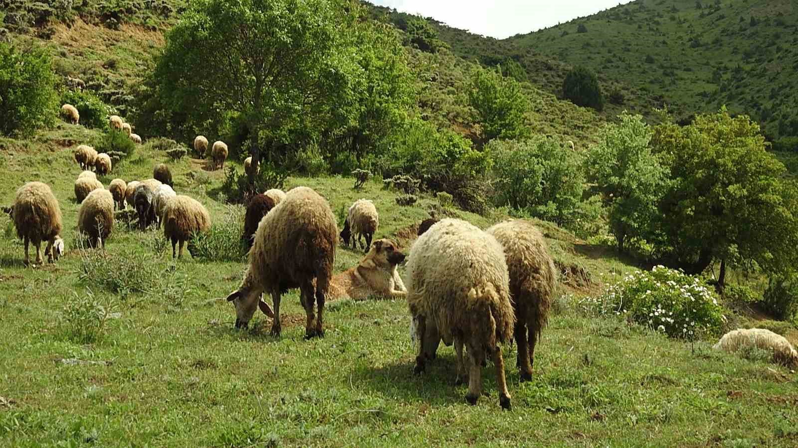 Kurt sürüsü 17 koyunu telef etti