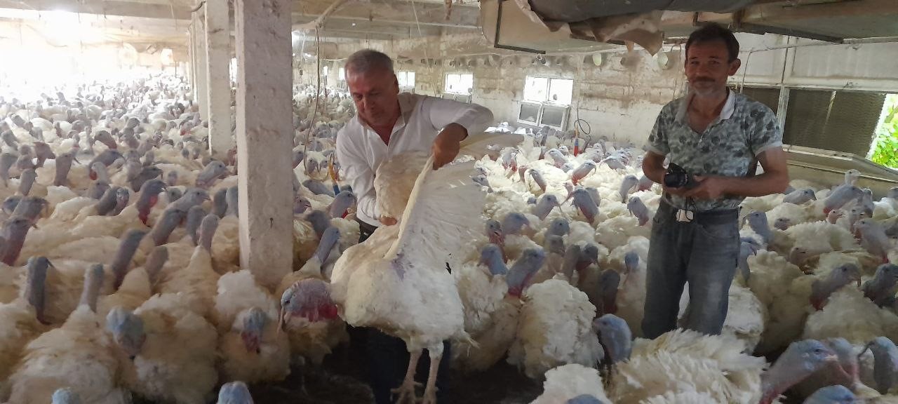 Hobi olarak başladığı hindi yetiştiriciliğinde taleplere yetişemiyor