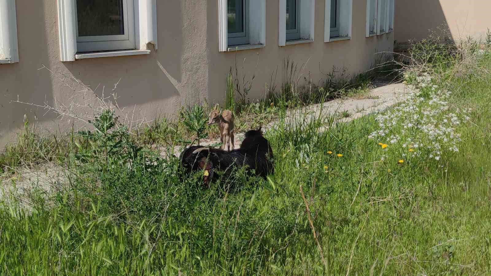 Yavru yaban keçisi emin ellerde
