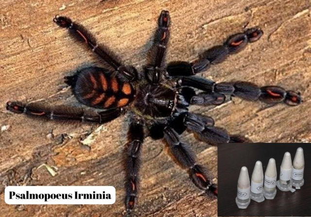 Polonya'dan Marmaris'e gönderilen kargo paketinde 76 adet tarantula ele geçirildi