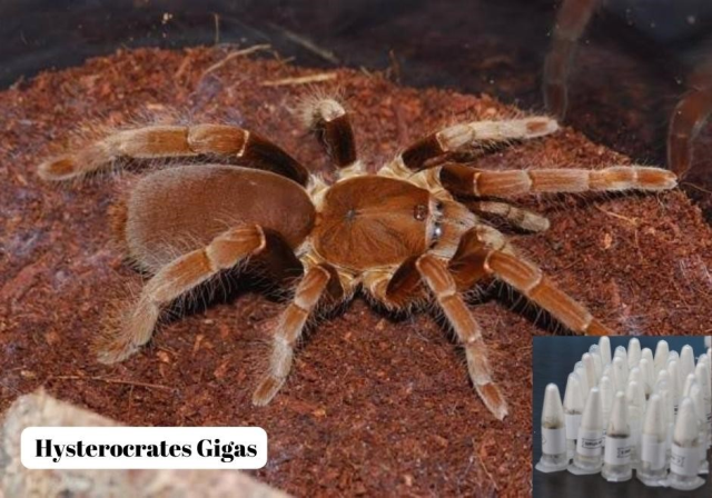 Polonya'dan Marmaris'e gönderilen kargo paketinde 76 adet tarantula ele geçirildi