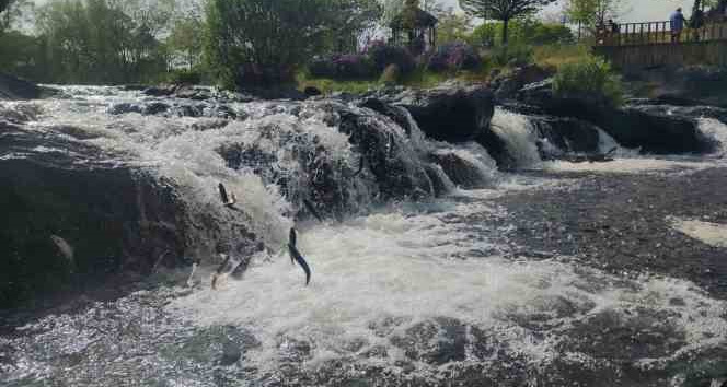 İnci kefalinin muhteşem yolculuğu